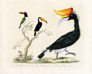 Toucan, trogon et calao (impression)