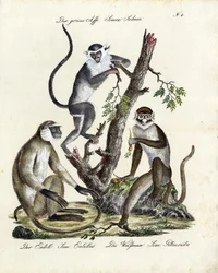 Espèces de singes tropicaux (imprimer)