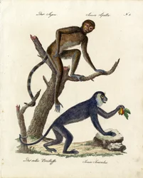 Capucin touffu et singe hurleur rouge (impression)