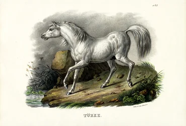 Cheval turc, 1824