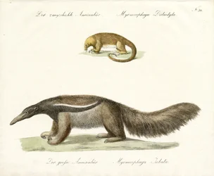 Fourmilière à deux doigts et fourmilière géante (impression)