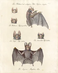 Diverses espèces de chauves-souris (impression)