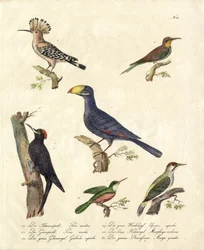 Divers oiseaux de la forêt (impression)