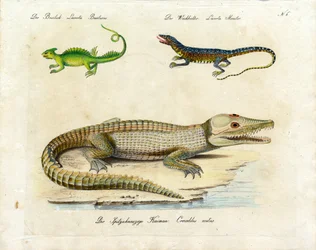 Diverses espèces de lézards (impression)