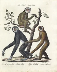Diverses espèces de singes (impression)