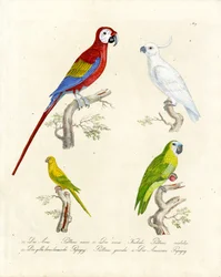 Diverses espèces de perroquets (impression)