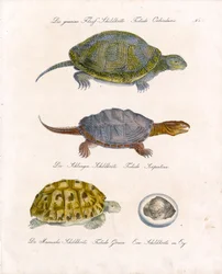 Diverses espèces de tortues (impression)