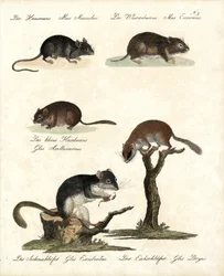 Différents types de souris (imprimé)