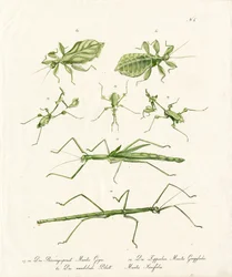 Différents types de mantes religieuses (imprimé)