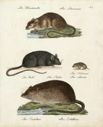 Différents types de rats (impression)