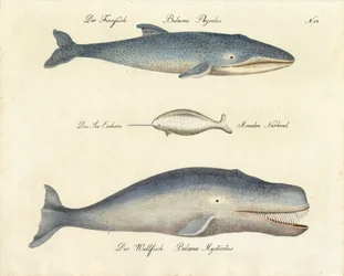 Diverses espèces de baleines (impression)