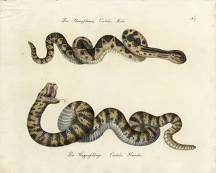 Serpents venimeux (impression)