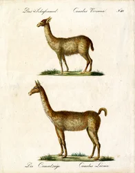 Vicogne et lama (impression)