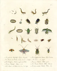 Coléoptères aquatiques et divers stades de développement des insectes (imprimé)