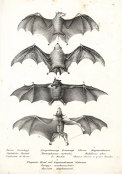 Chauve-souris frugivore à dos nu occidental, Dobsonia peronii 1, chauve-souris nectarivore à longue langue, Macroglossus minimus 2, chauve-souris fantôme du nord, Diclidurus albus 3, et roussette de Geoffroy, Rousettus amplexicaudatus 4. Lithographie de Ka