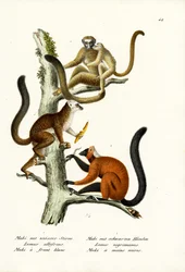 Lémur à front blanc, 1824