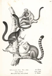 Lémur à tête blanche, Eulemur albifrons, mâle et femelle, en danger 1, et lémur catta, Lemur catta, en danger 2. Lithographie de Karl Joseph Brodtmann de l
