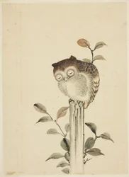 Hibou endormi sur une souche