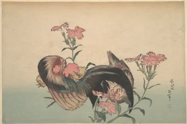 Coq, poule et nadeshiko (Dianthus superbus)