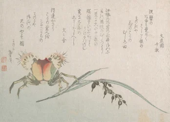Crabe et plante de riz, 19e siècle