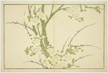 Fleurs, du Livre d