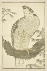 Faucon, du Livre d