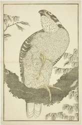 Faucon, du Livre d