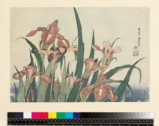 Iris et sauterelle, publié par Nishimura Eijudo, vers 1832 (yoko-e - format horizontal, estampe sur bois en couleur)