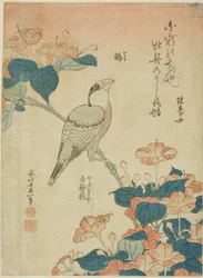 Gros-bec japonais et Merveille du Pérou (Ikaru, oshiroi no hana), d