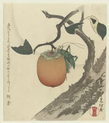 Fruit de kaki avec sauterelle