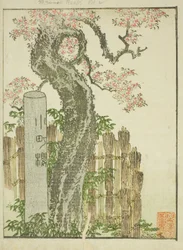Cerisier Komachi (Komachi zakura), du livre illustré "Livre d