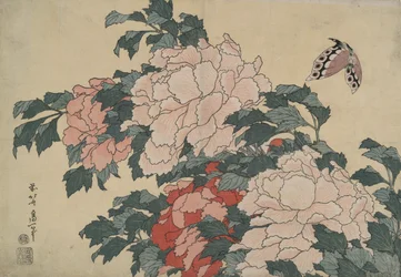 Pivoines et papillon, d