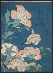 Pivoines et canari (Shakuyaku, kanaari), d