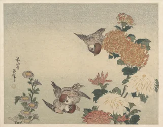 Moineaux et chrysanthèmes