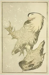 Deux oiseaux aquatiques, du Livre d