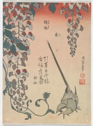 Bergeronnette et glycine, période Edo, 1834