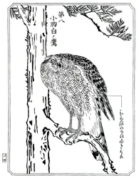 Un faucon, 1898