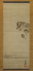 Tanuki chien-raton laveur regardant son reflet dans l