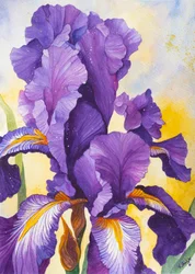 Iris violet éclatant