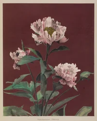 Pivoine rustique