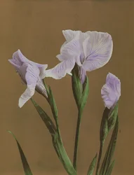 Iris Kaempfer, 1896