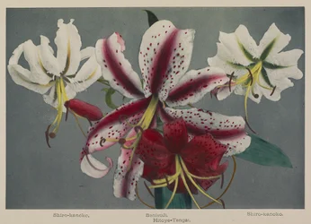 Lily