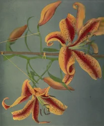 Lys, 1896