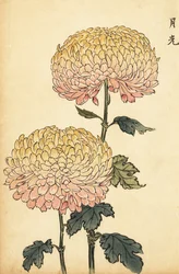 Chrysanthème hybride or et rose pompon, 1893 (gravure)