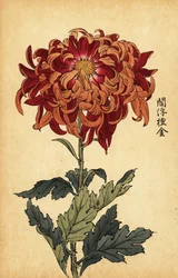 Chrysanthème hybride orange et cramoisi