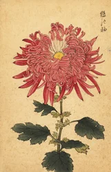 Chrysanthème hybride rose plume, 1893 (gravure)