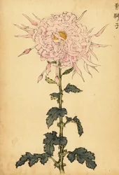 Chrysanthème hybride rose araignée (gravure)