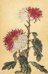 Chrysanthème hybride violet et blanc (gravure)