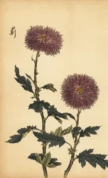Chrysanthème hybride violet, 1893 (gravure)