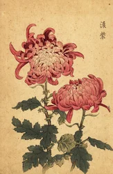 Chrysanthème hybride saumon-rose (gravure)
